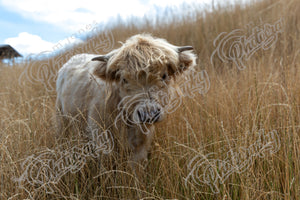 Highland Cow - 1