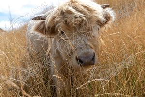 Highland Cow - 2