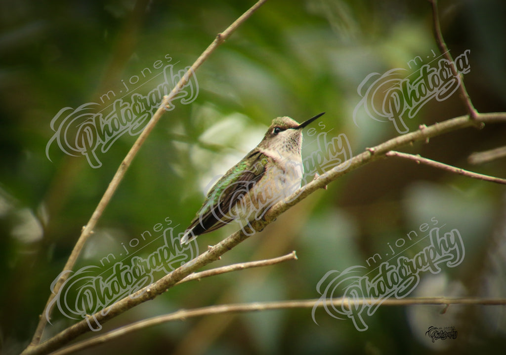 Hummingbird