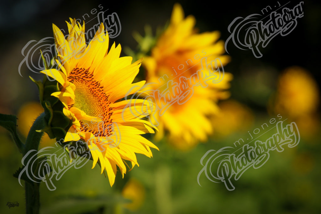 Sunflowers - 3