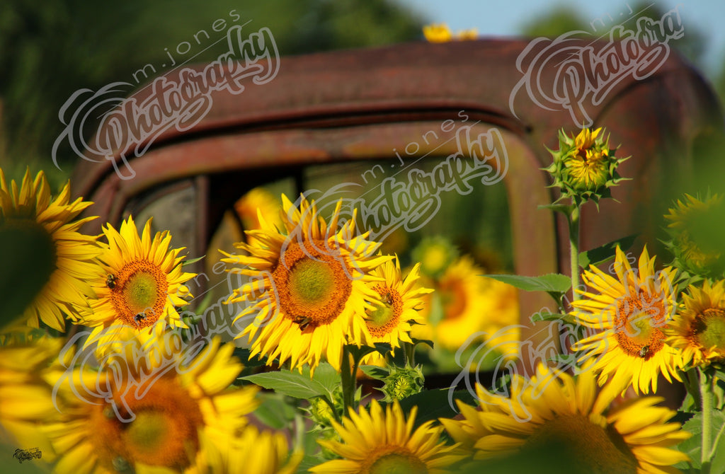 Sunflowers - 4