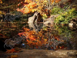 Pond - Fall