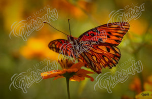Butterfly & Fall