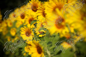 Sunflowers - 2