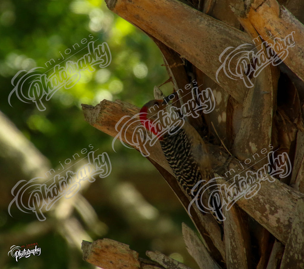 Ladderback Woodpecker
