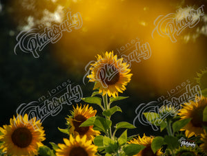 Sunflowers at the Dairy Farm