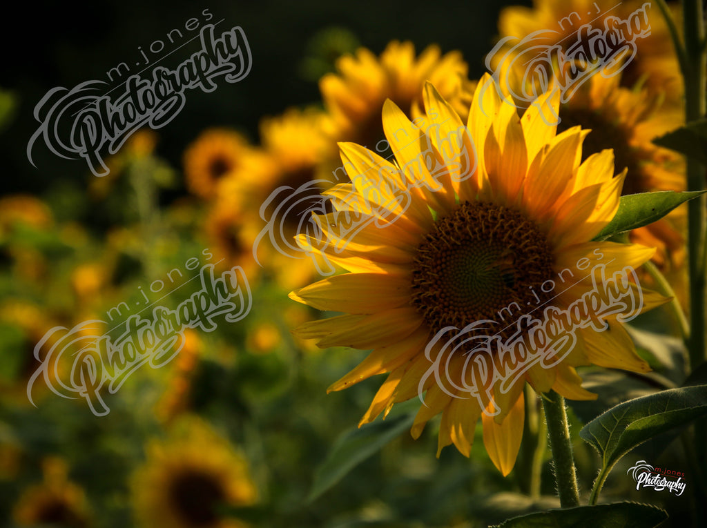Sunflowers at the Dairy Farm - 2