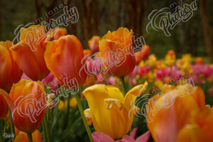Spring Time Tulips