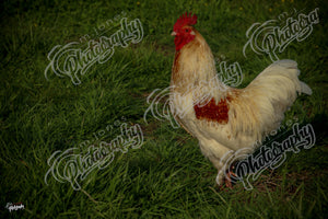 Rooster - 3